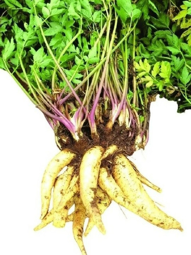 50 Unidades Mudas De Mandioquinha Salsa Batata Salsa Baroa 