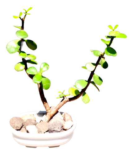 Mini Maceta Bonsai Suculenta Portucalaria