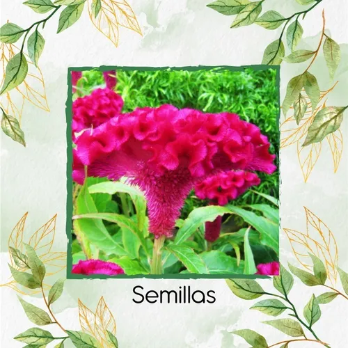 50 Semillas Orgánicas De Flor Terciopelo