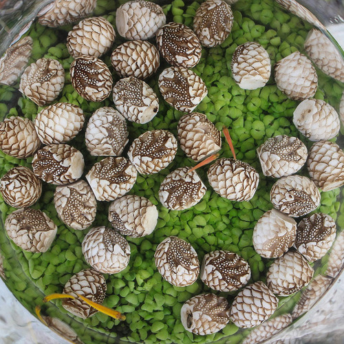 20x Mini Huevos De Dinosaurio Piedras De Resina Decorativa