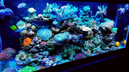 Imagen 2 de 5 de Agua Osmosis Desionizada X20 Lts Acuario Marinos Reef Discus