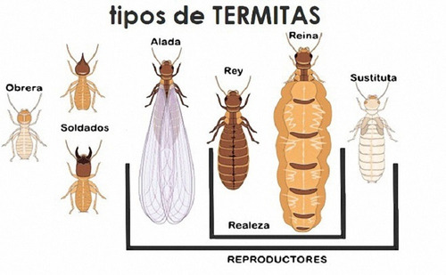 2 Insecticidas O Plaguicida Para Termitas Y Polillas 1 Litro