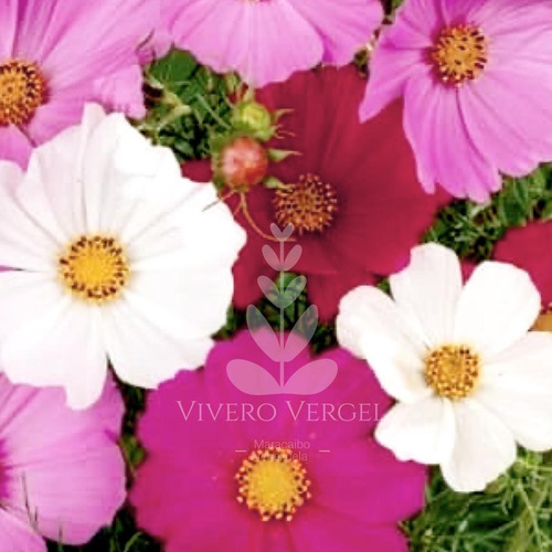 Semillas Flores Cultivo Cosmos Obsequio