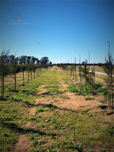 Imagen 17 de 17 de Lotes-funes-654 M2-barrio Abierto-funes-verde