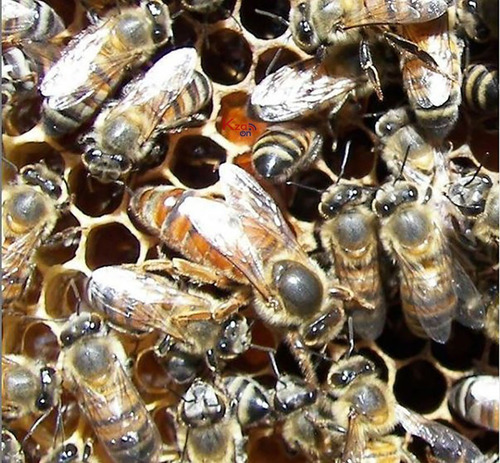 Abelha Pólen Orgânico 160g