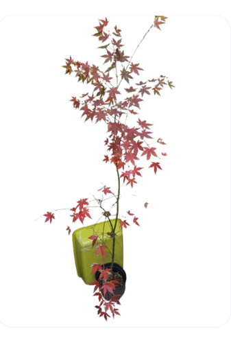 Arboles 1 Mts Alt. 3 Años Edad. Cultivo Semilla Precio X C/u