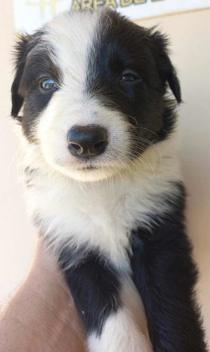 Imagem 2 de 5 de Boder Collie Com Olhos Claros