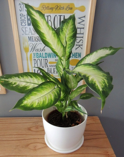 Planta Interior Diffembacchia Mariana C/maceta Premium Plato