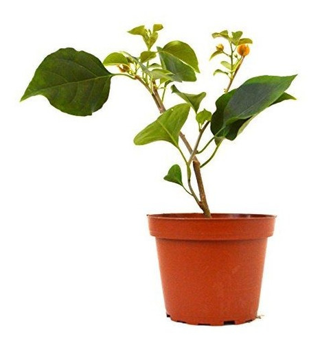 9greenbox - Oro De California Bougainvillea - 3 '' Pot.