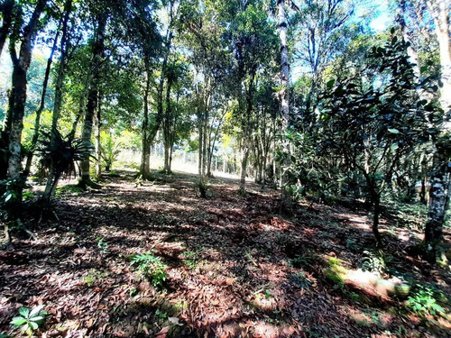 Imagem 27 de 29 de Chácara À Venda, 5000 M² Por R$ 300.000,00 - Borda Do Campo - São José Dos Pinhais/pr - Ch0065