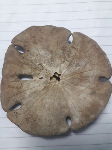 Dolar De Mar / Dolar De Arena / 9 Cm / Caracol / Mar (Usado)