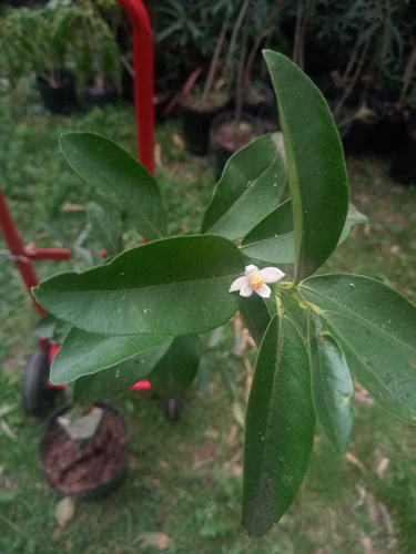 Arbol Lima Palestina O Lima Dulce