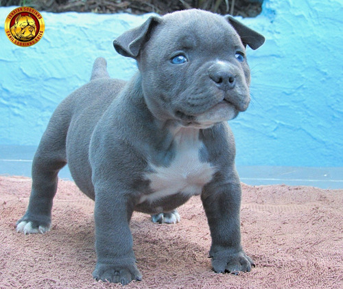 Filhote American Bully - Cinza - Olhos Azuis - Pedigree