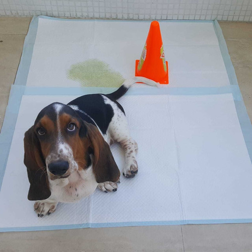 Imagem 1 de 1 de Treinamento Completo De Xixi E Coco No Lugar Certo!