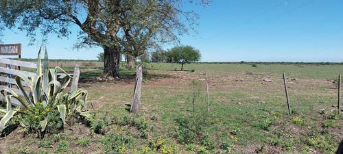 Campo Ganader0 De Cria-la Criolla-santa Fe