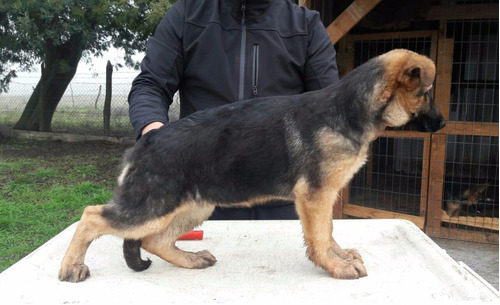 Cachorros Pastor Aleman Inscritos