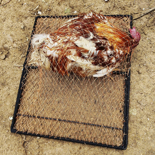 Trampa Para Pájaros, Paloma, Gorrión, Codorniz, Pollo, Contr