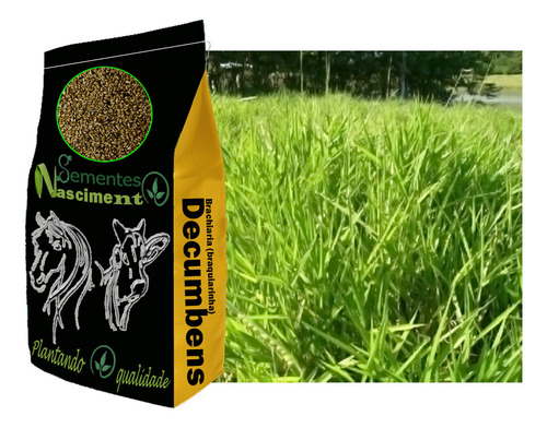Sementes 2kg Brachiaria Decumbens Resistente A Sombra
