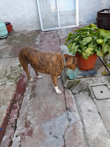 Imagen 2 de 3 de Doy Perrita Simarron