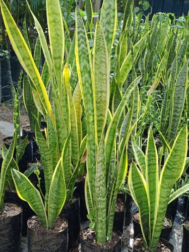Plantas Lengua De Suegra 