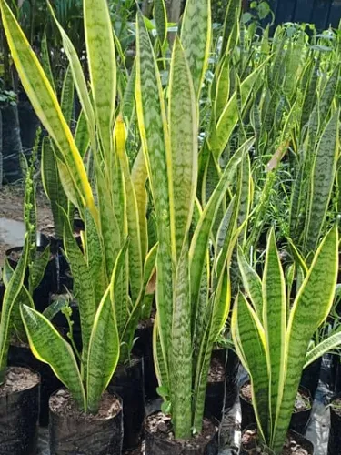 Plantas Lengua De Suegra
