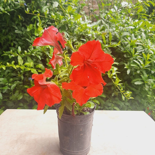 Imagen 1 de 2 de Petunia De Color Rojo