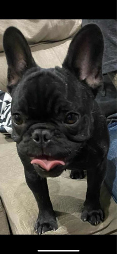 Imagem 1 de 3 de Vendo Filhote De Buldogue Francês Fêmea