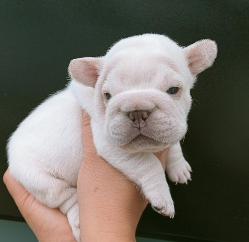 Se Venden Cachorros Bulldog Frances Exoticos Blanco