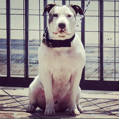Cachorro América Bully