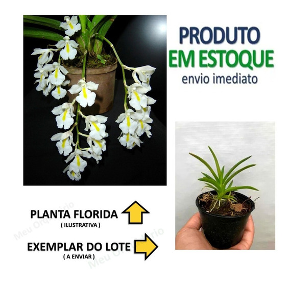 Orquidea Rodriguezia Lanceolata Adultas Vermelha | MercadoLivre 📦