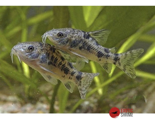 Corydora Paleatus