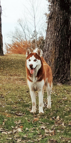 Monta De Husky Siberiano