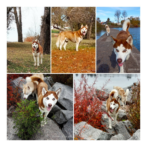 Monta De Husky Siberiano