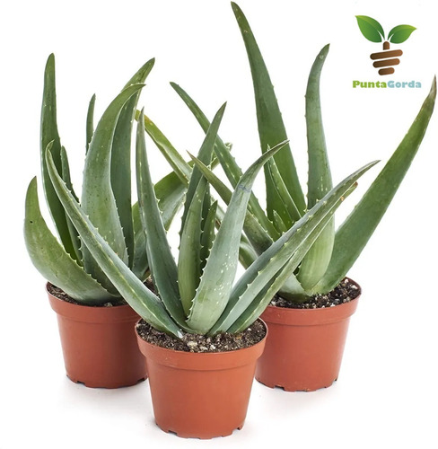 Imagen 1 de 5 de Aloe Vera Planta Con Propiedades Medicinales