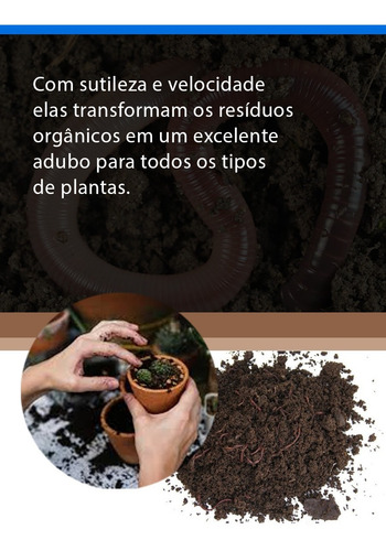 Imagem 6 de 8 de 100 Minhocas Californianas Vermelhas Húmus Adubagem
