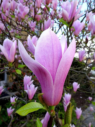 Sobre Para Sembrar 5 Plantas Arbusto Floral Magnolia | Cuotas sin interés