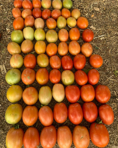 5 M Semilla Tomate Determinado Grand Prix Lark Seeds