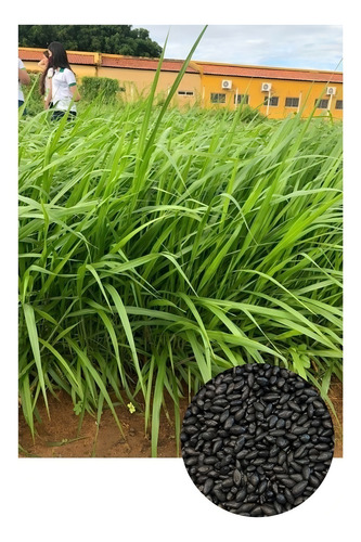 Brachiaria Híbrida Cv. Dunamis P/ Gado De Leite - 200g