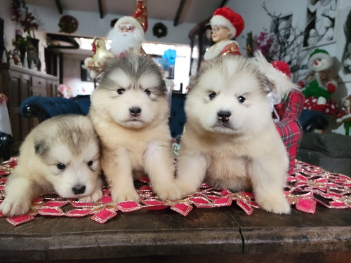 Cachorros Alaskan Malamute De Pelo Largo Un Regalo De Amor