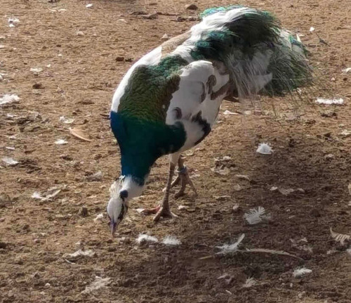 Casal De Pavão Arlequim