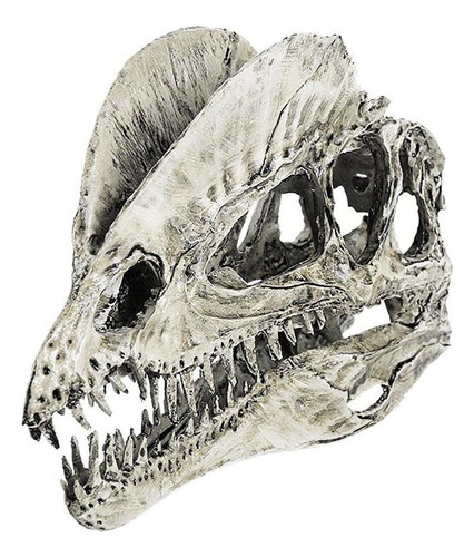 2 Piezas 1/3 Modelo De Resina Dilophosaurus Cráneo Fósil
