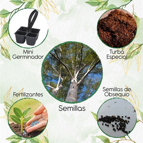 100 Semillas De Árbol Eucalipto + Mini Kit De Germinación