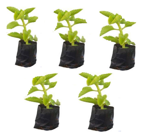 5 Mudas De Hortelã Pimenta Enraizadas Sem Agrotóxicos