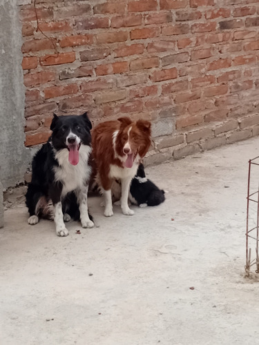 Mascotas Border Collie