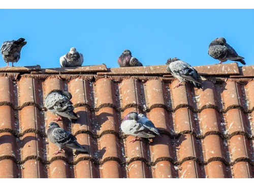 Repelente Para Aves Palomas En Gel Espantapajaros 1 Galon