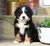 Comprar Boyero De Berna Cachorros Puros 100% + Pureza Real