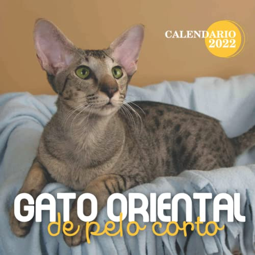 Gato Oriental De Pelo Corto Calendario 2022: Calendario 12 M