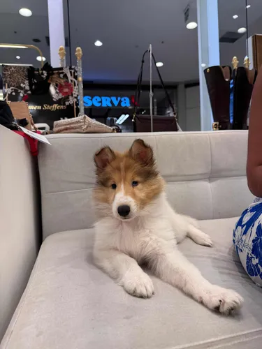 Rough Collie