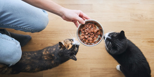 Probiocat Probioticos Para Gatos Sabor Carne 10 Cepas 100 Ml