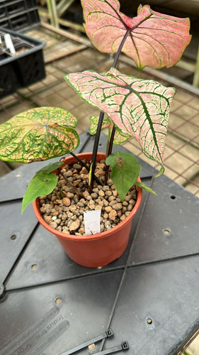 Bulbos Planta Caladium Import. Pack X 6 Bulbos Variados